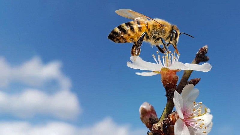 Bee on almond flower