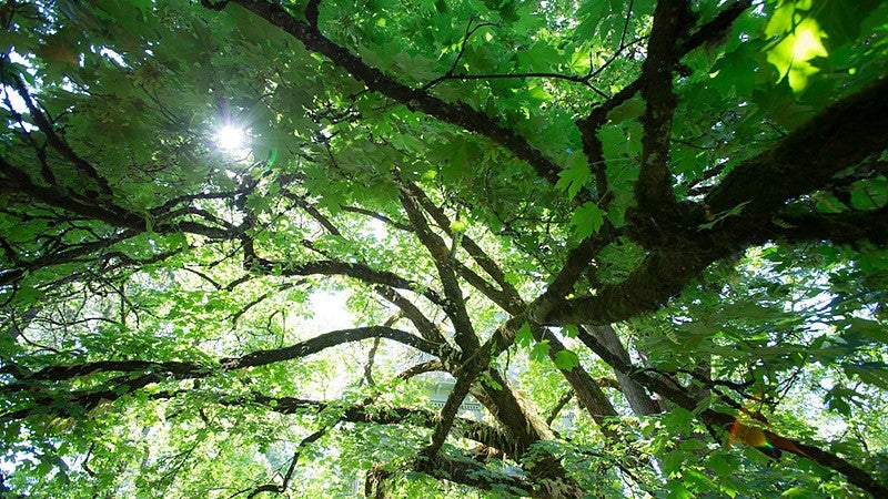 Sun through leaves in trees