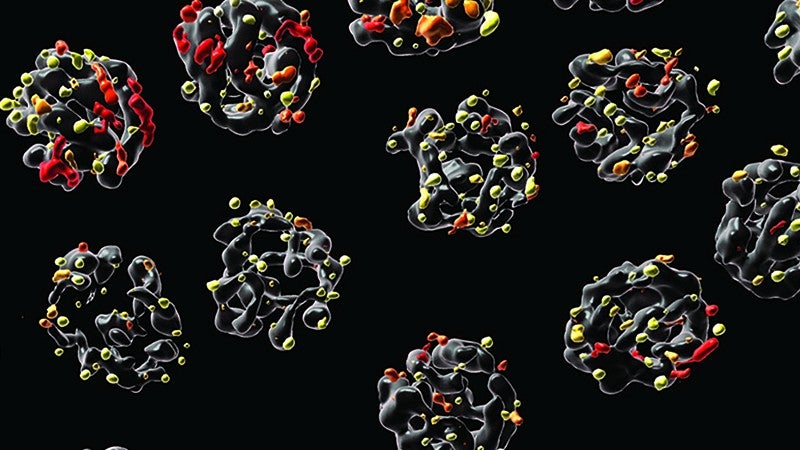 Chromosomes with DNA damage