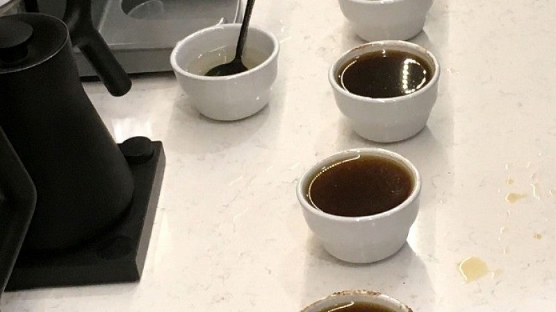 Coffee cups lined up for testing