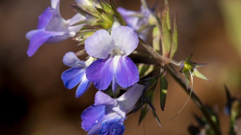 Collinsia grandiflora, also known as Blue-Eyed Mary