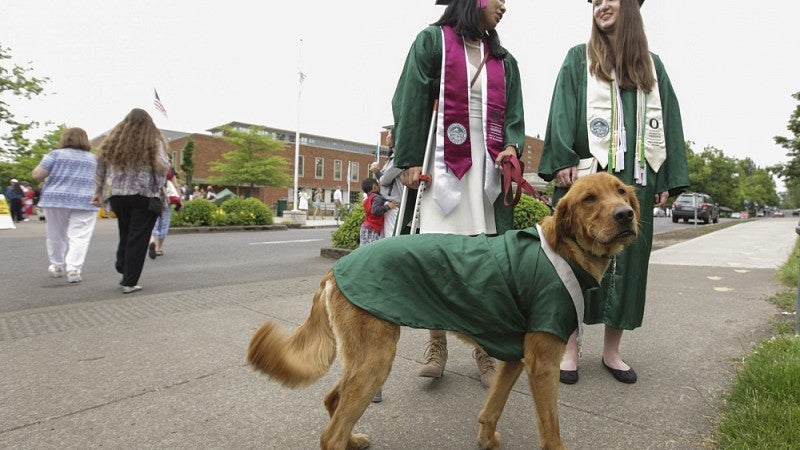 Canine companion