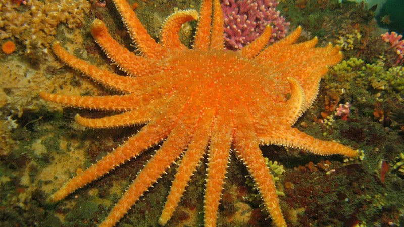 A sunflower sea star off the Washington coast