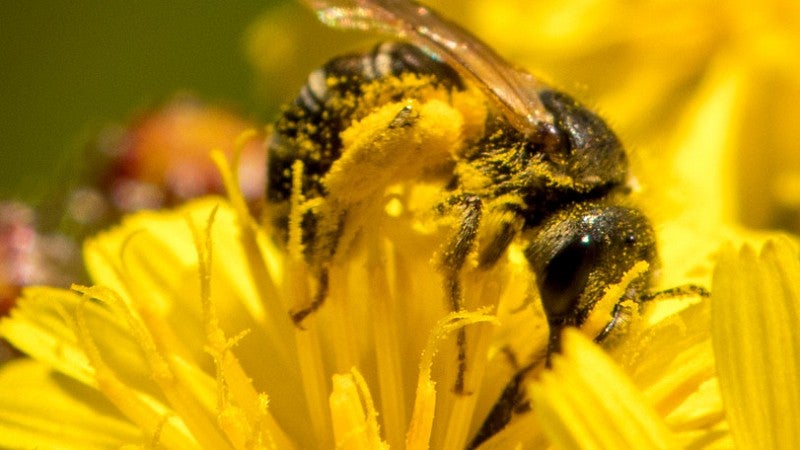 Halictus ligatus on dandelion