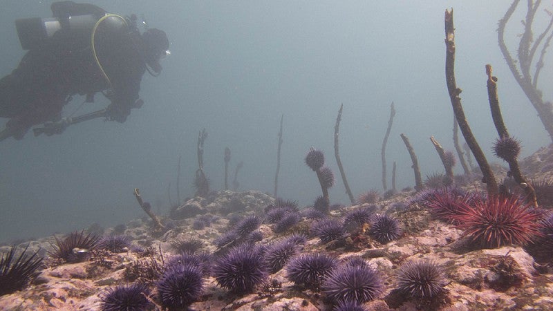 A purple urchin barren that has been stripped of most other ocean plants.  (Copyrighted photo by Scott Groth)