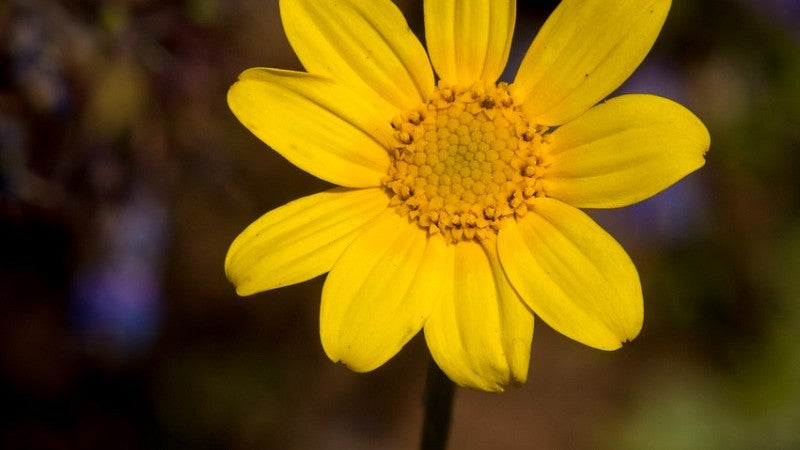 Eriophyllum lanatum, also known as Oregon Sunshine