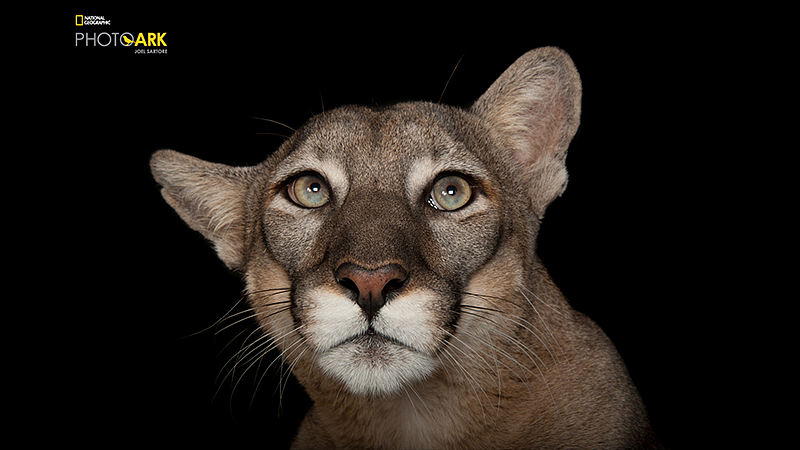 Florida panther
