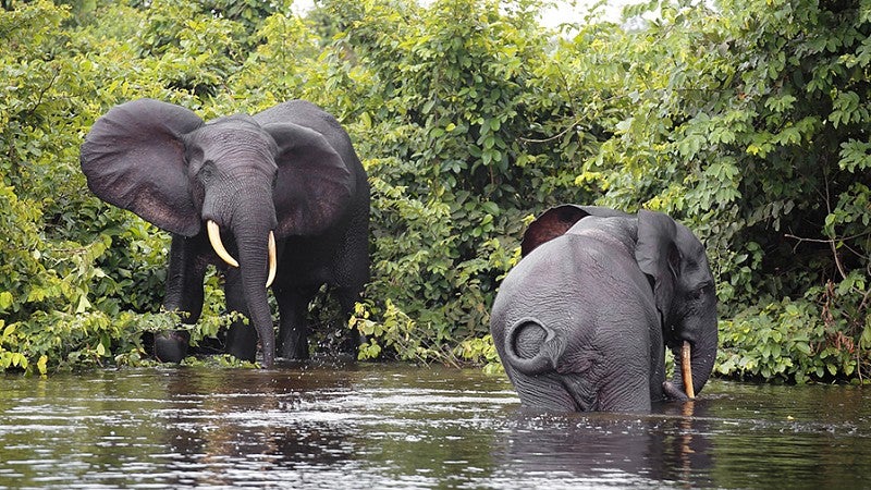Forest elephants