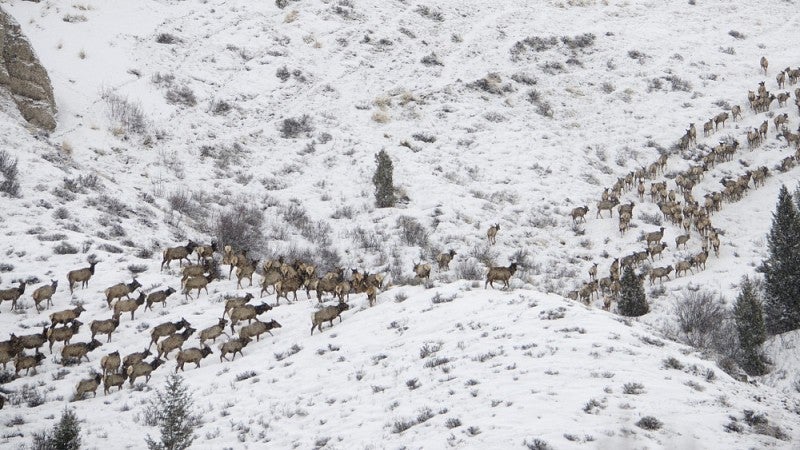 Elk migration