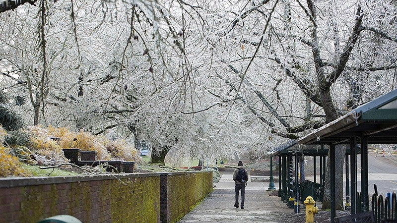 Ice-coated trees draped over sidewalk.