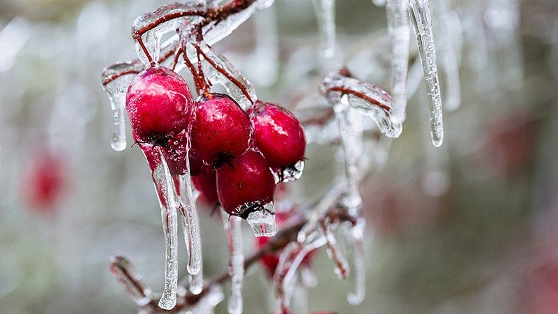 Ice on shrub with red berries.