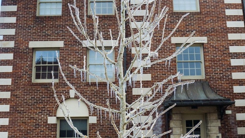 Icicles in tree framed by Straub Hall.