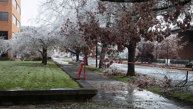 Icy trees cordoned off by hazard tape