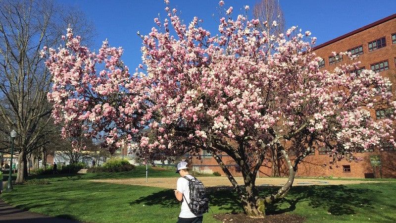 Student walking by a magnolia in bloom near Carson Hall