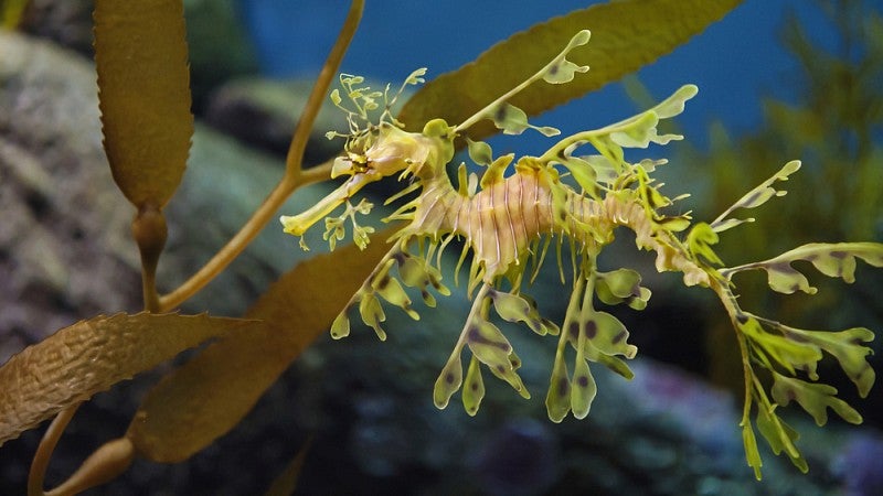 Leafy sea dragon