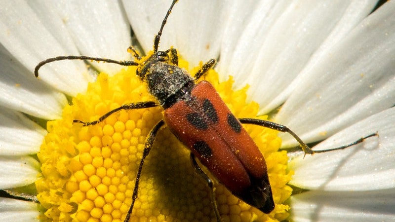Longhorn beetle, Anastrangalia laetifica, on ox-eye daisy