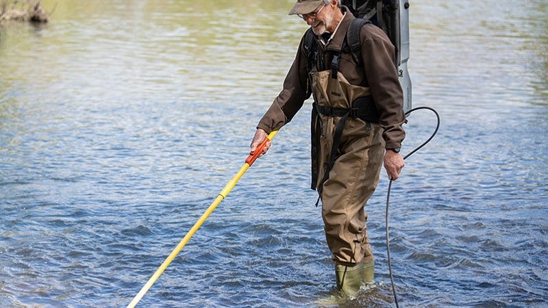 Biologist Jeff Ziller lightly stuns fish so they can be captured and counted