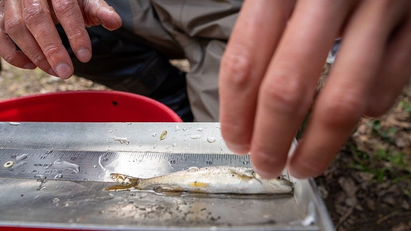 Small fish on measuring device