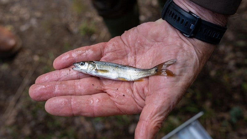 Part of the day's catch