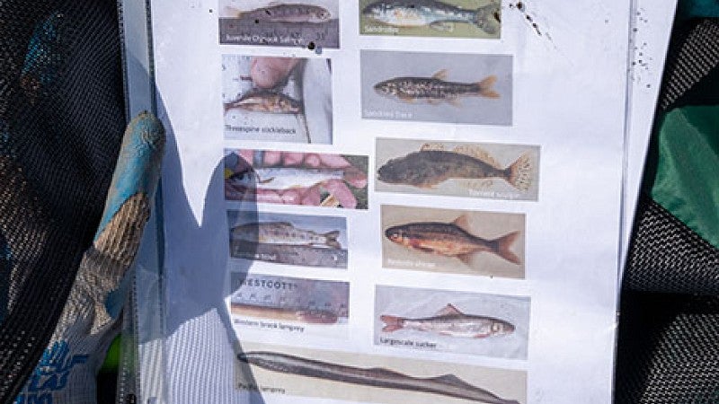 Photos used to identify fish species