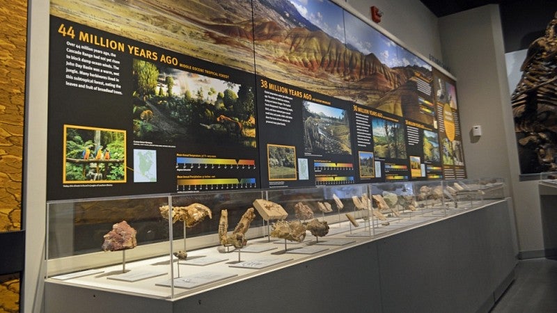 Fossil exhibit