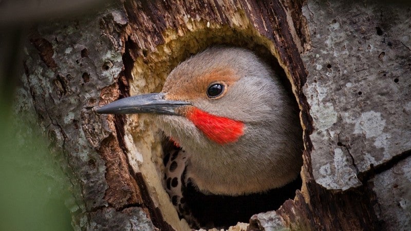 Northern flicker