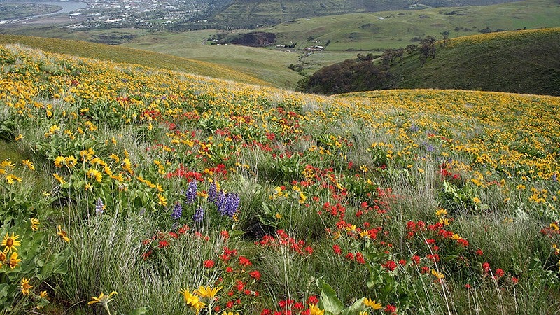 Wildflower field