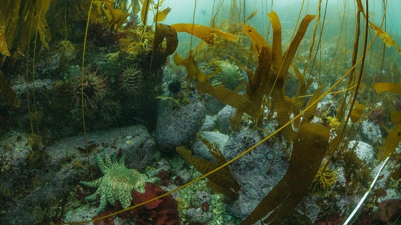 Sunflower sea star habitat