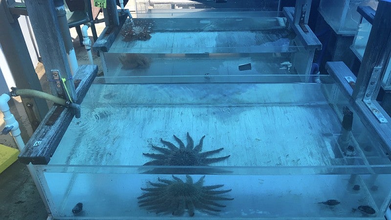 Sunflower sea star in lab tank
