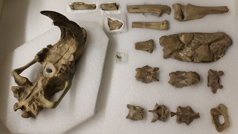 Saber-tooth bones
