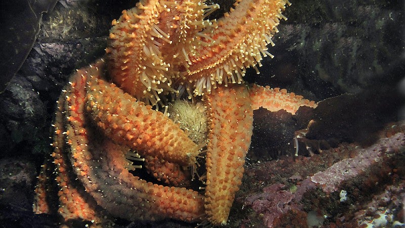 Sea star grabbing an urchin