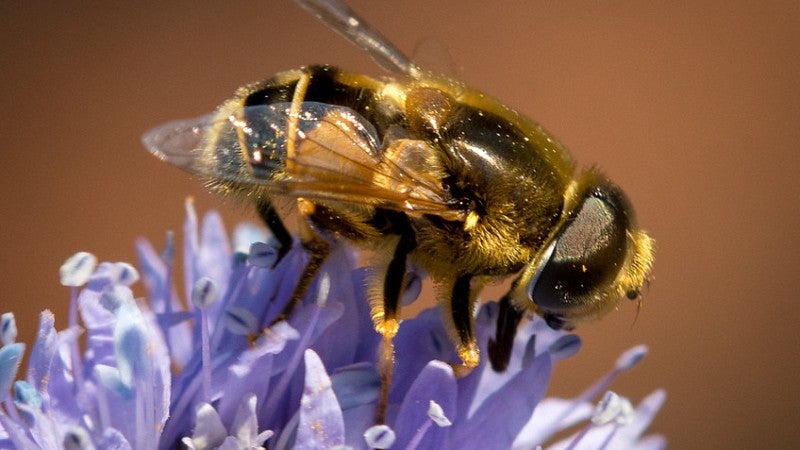 Syrphid fly on gilia flower