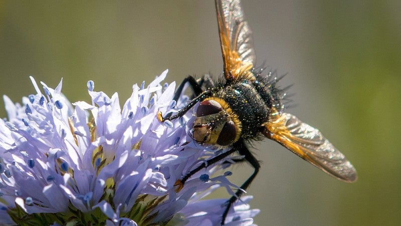 Tachinid fly on Gilia flower