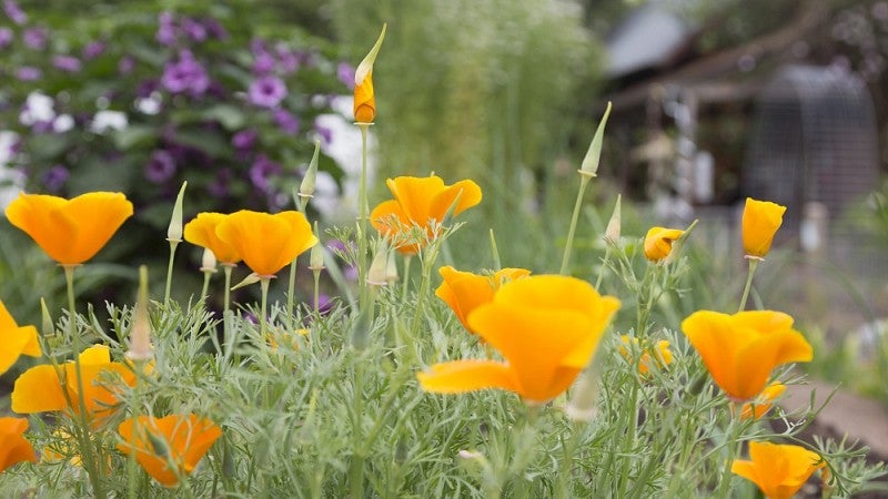 Flowers at the Urban Farm