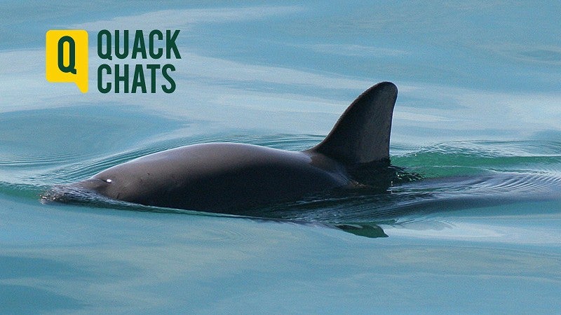 A vaquita, a species of critically endangered porpoise, is seen in the Gulf of California