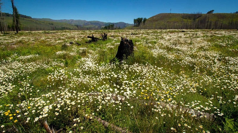 Field of daisies