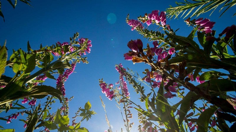 Foxglove flowers