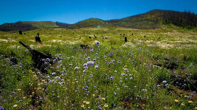 Wildflowers in meadow