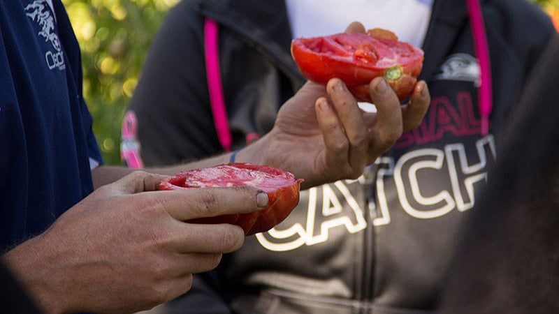 A cut tomato from Project Tomato