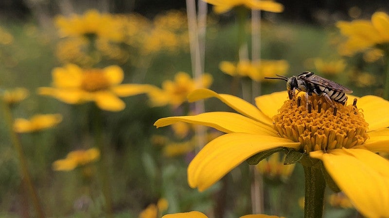 Bee on a yellow flower