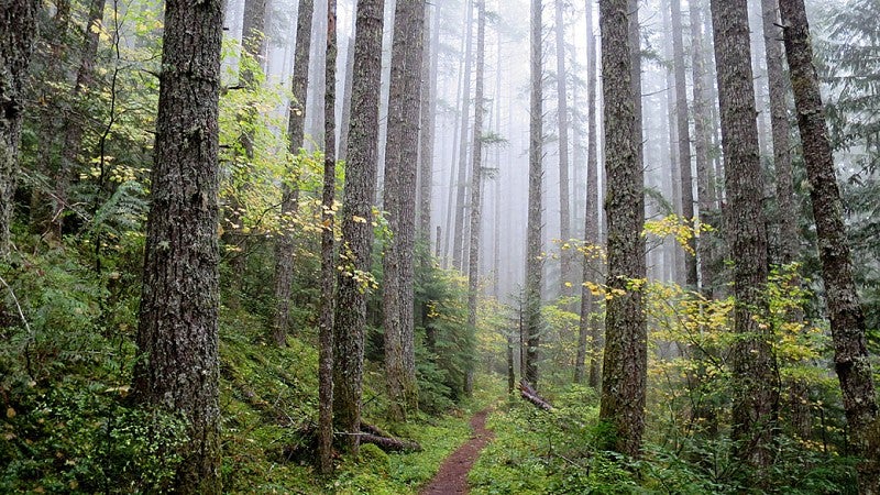 Moist Northwest forest