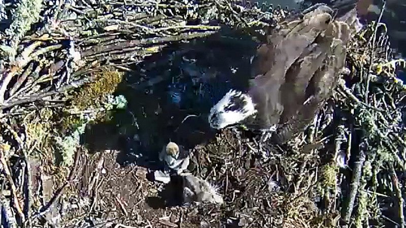 Osprey cam image