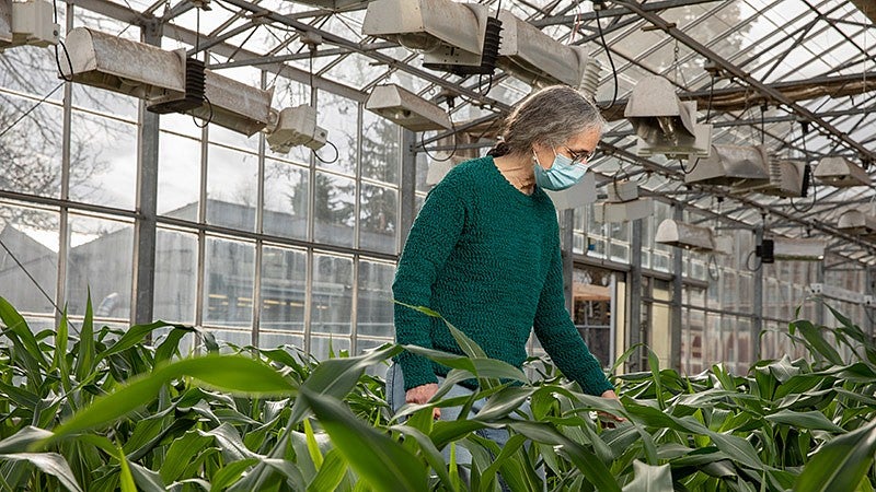 Alice Barkan in greenhouse