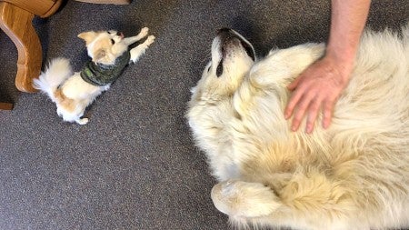 two dogs on the floor