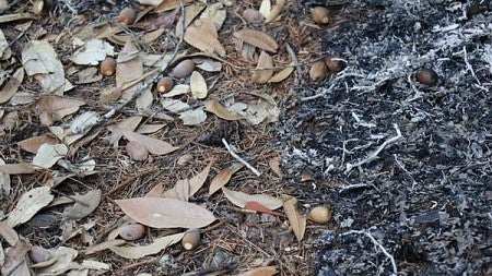Acorns on burned ground