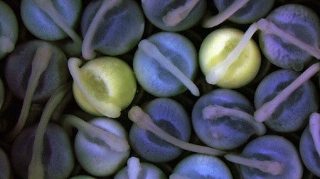 Two-day-old spotted gar embryos