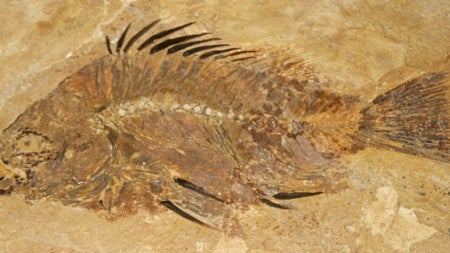 Fossil fish