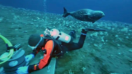  A Weddell seal swims by a diver