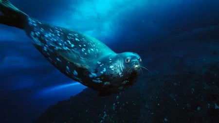 Weddell seal