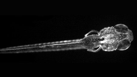 Zebrafish